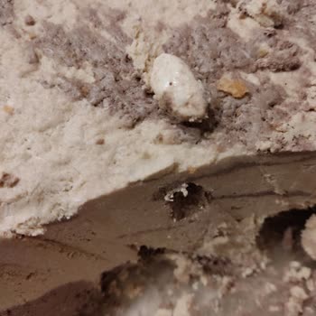 Tunas Helva'nın İçinden Taş Çıktı