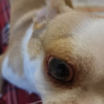 Karya Veteriner Kliniği Veteriner Hüsranı: Gözde Acı Sonuç!