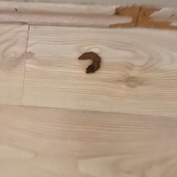 K9 Akademi Eğitim Beklerken Hayal Kırıklığı Yaşadım