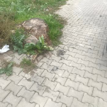 Muslubaşlar Serviste Park Alanı Sorunları Ve Güvenlik Önlemleri