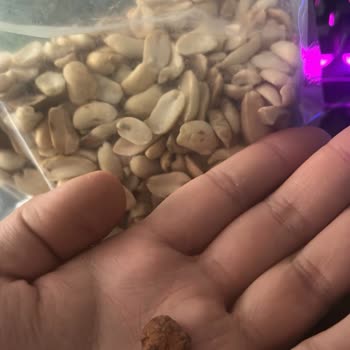 Kundakçı Yer Fıstığı (osmaniyeyerfistigi.com) 0 Hijyen İçinden Taş Çıkan Fıstıklar