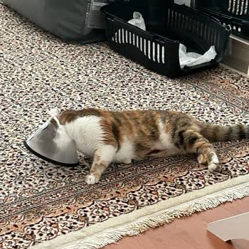 Marmara Veteriner Kliniği (Edirne)'nden Şikayetçiyim