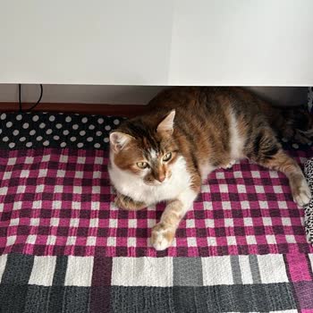 Marmara Veteriner Kliniği (Edirne)'nden Şikayetçiyim