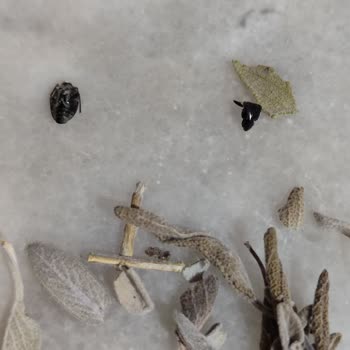 Bağdat Baharat Ada Çayından Böcek Çıkması