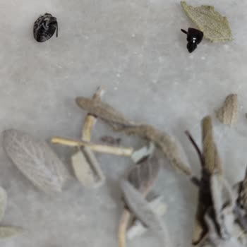 Bağdat Baharat Ada Çayından Böcek Çıkması