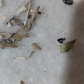 Bağdat Baharat Ada Çayından Böcek Çıkması