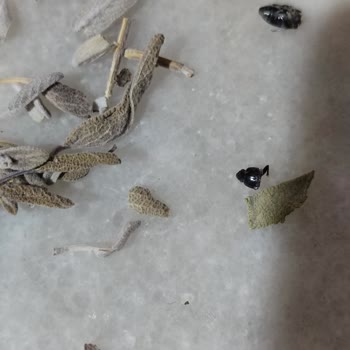 Bağdat Baharat Ada Çayından Böcek Çıkması