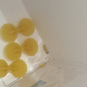 Barilla Gıda Kurtlu Makarna Hayal Kırıklığı!