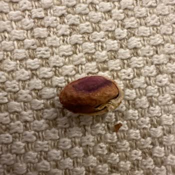 Çitlekçi Kavrulmuş Kuruyemiş Sorunu