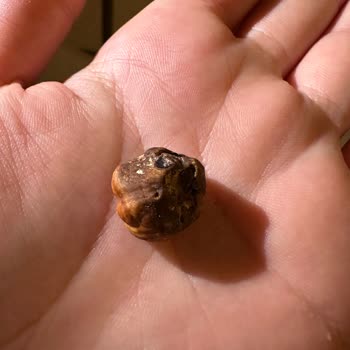 Çitlekçi Kavrulmuş Kuruyemiş Sorunu