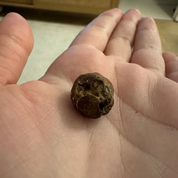 Çitlekçi Kavrulmuş Kuruyemiş Sorunu