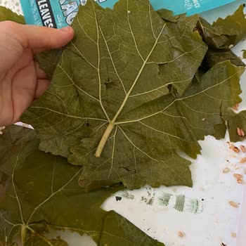 Gurme212 Narince Bağ Yaprağı O Kadar Kötü Ki Sarmamı Sarıyorum Karalahana Mı Belli Değil