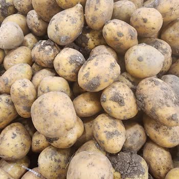 File Market Başakşehir Mavera Çamurlu Patates Sorumsuz Personel