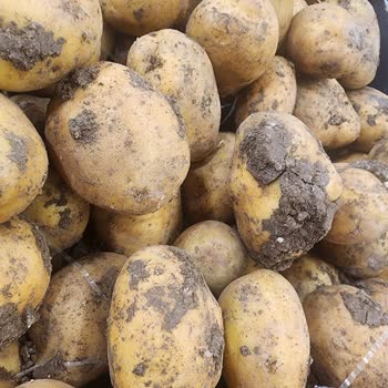File Market Başakşehir Mavera Çamurlu Patates Sorumsuz Personel