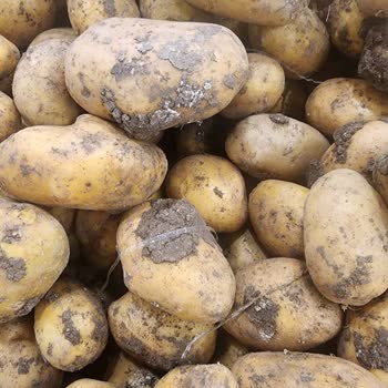File Market Başakşehir Mavera Çamurlu Patates Sorumsuz Personel