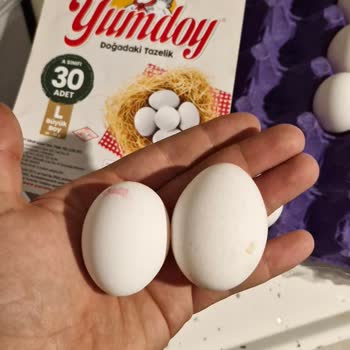 Yumdoy L Boy Yumurtadan S Yumurta Çıkması