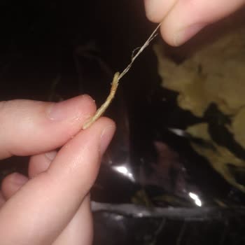 Chips Master Cips Yapışık Plastik Benzeri Madde Çıkması