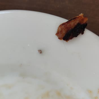 Bursa Yüksek İhtisas Eğitim ve Araştırma Hastanesi Hastane Yemeklerinde Hijyen Sorunu!