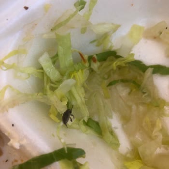 Trendyol Yemek Katık Döner Böcekli Yemek Gönderdi