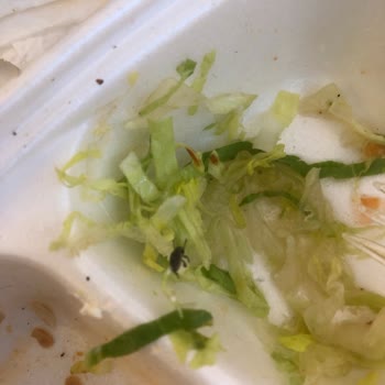 Trendyol Yemek Katık Döner Böcekli Yemek Gönderdi