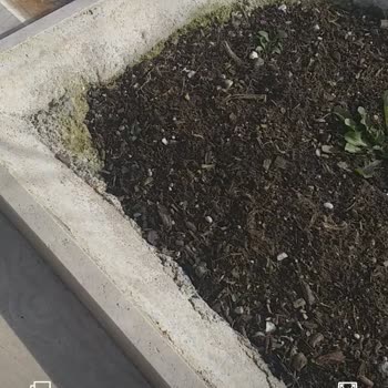 Azra Çiçekçilik Mezar Bakım Hizmetleri Sorun Yaşattı