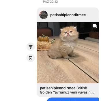 Kopekvepatisahiplendirme (İnstagram) Ücretsiz Kedi Sahiplendirme