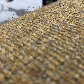 Doğtaş Mobilya Çok Az Kullanabildiğimiz Koltuğun Üçlüsü Tüy İçinde