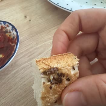 Köfteci Yusuf Ekmekten Böcek Çıktı