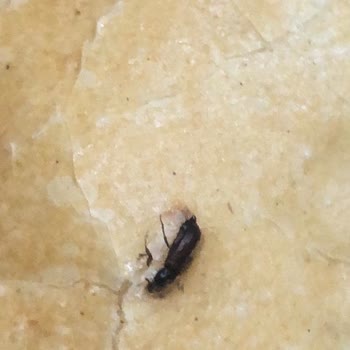 BİM Böcekli Ekmeği Satıyor.