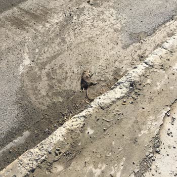 Başakşehir Belediyesi Başakşehir'de Fare Ölüleriyle Yaşıyoruz