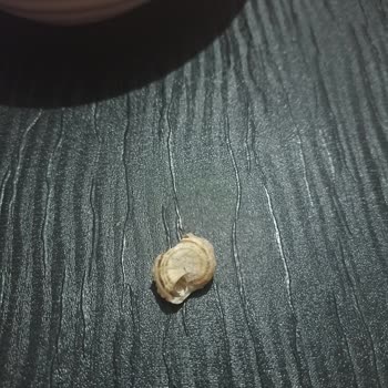 Amigo Şok Ay Çekirdeğinden Çıkana Bak