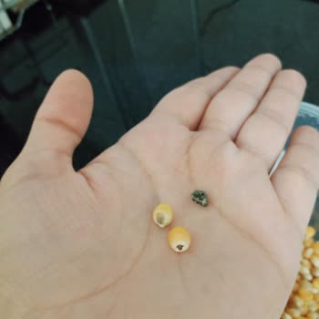 A101 Mısır'dan Böcek Çıktı