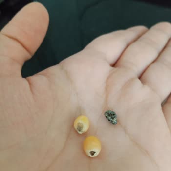 A101 Mısır'dan Böcek Çıktı