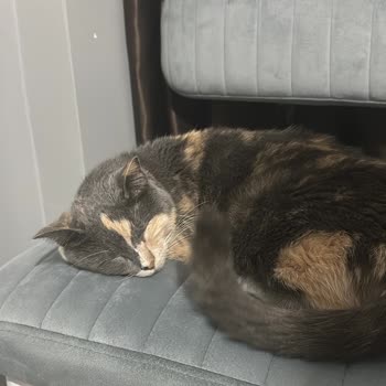 Pets Inn Veteriner Kliniği Yanlış Teşhis Yanlış Tedavi Kedim Öldürdüler