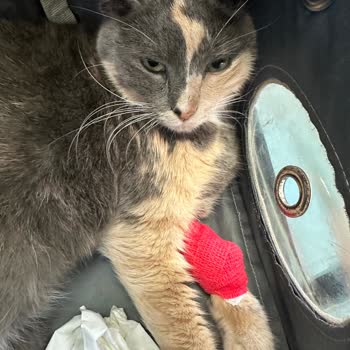 Pets Inn Veteriner Kliniği Yanlış Teşhis Yanlış Tedavi Kedim Öldürdüler