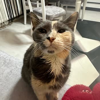 Pets Inn Veteriner Kliniği Yanlış Teşhis Yanlış Tedavi Kedim Öldürdüler