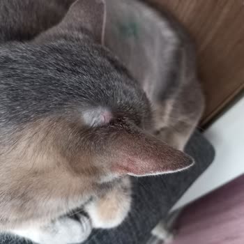 Whiskas Hayvanların Canını Tehlikeye Atıyor!