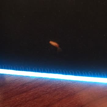 Wasa Orijinal Paketinden Canlı Böcek Çıktı