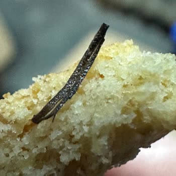 Eti Gıda Bisküvi İçinden Beklenmedik Madde Çıkması