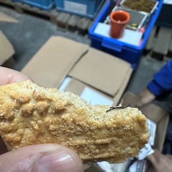 Eti Gıda Bisküvi İçinden Beklenmedik Madde Çıkması