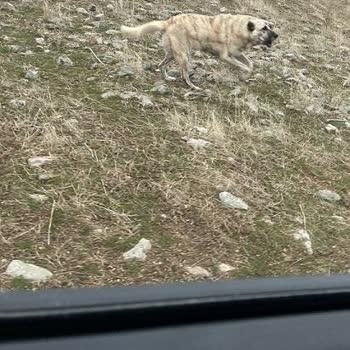 Çankaya Belediyesi Ve Kaçak Köpek Kulübeleri Hk.
