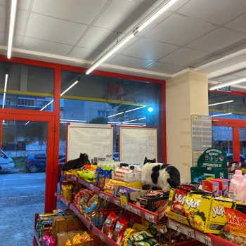 Şok Marketler  Kediler İçeride Yatıyor