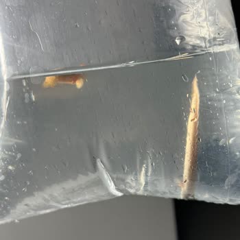 Canlıpetshop Gelen Balıklar Ölü Ve Beyaz Benek