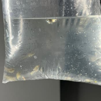 Canlıpetshop Gelen Balıklar Ölü Ve Beyaz Benek