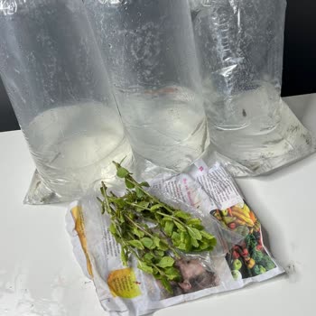 Canlıpetshop Gelen Balıklar Ölü Ve Beyaz Benek