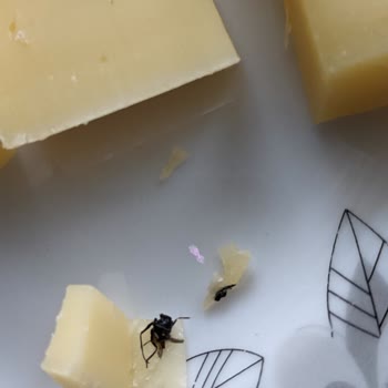 Getir Büyük'ten Üründe Böcek Çıktı