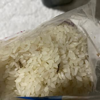 Yayla Bakliyat Yayla Pirinç'de Böceklenme