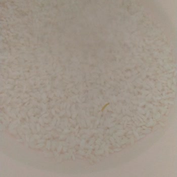 A101 Pirincinden Kurt Çıktı