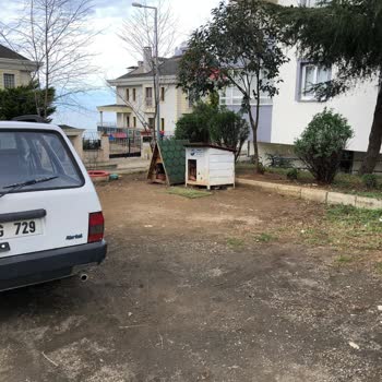 Trabzon Büyükşehir Belediyesi Site Kenarında Bakılan Köpekler