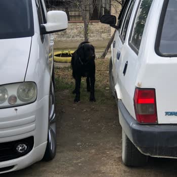 Trabzon Büyükşehir Belediyesi Site Kenarında Bakılan Köpekler